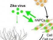ZIKA microcéphalie: lien biologique processus décryptés Cell Stem