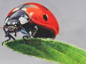 Natuurkracht force physique Gruwier élèves Mont-Saint-Amand près Gand