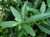 Plante tinctoriale Rubia tinctorum (Garance teinturiers)