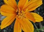 Plante tinctoriale Cosmos sulphureus (Cosmos sulphureux)