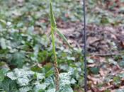 Dracunculus, dragon réveille