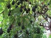 photos fruits légumes sais même comment pousse