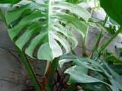 plante grimpante d'intérieur: philodendron
