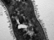 PROBIOTIQUE désamorce l'allergie alimentaire Journal Allergy Clinical Immunology
