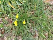 Narcissus bulbocodium