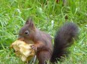 écureuils mangent noisettes