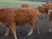 silence agneaux fait bruit infernal