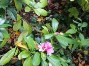 Rhododendron Christmas Cheer fait zèle