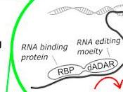 #Cell #enzymed’éditiondel’arn #protéinedeliaisonàl’arn #TRIBE Détournement d’un Enzyme d’édition l’ARN pour l’identification cibles cellulaires spécifiques protéines liaison