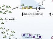 #Cell #exclusif #aprosine #profibrilline #glucose #insuline #productionhépatiquedeglucose Aprosine, hormone protéique glycogénique induite jeûne