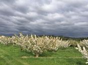 Ciel noir cerisiers fleur