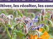 plantes médicinales dans jardin