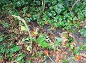 Actinidia surprenant