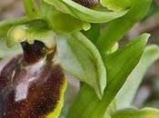 Ophrys araneola, résupination