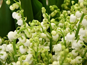 N'oubliez dimanche, d'offrir muguet