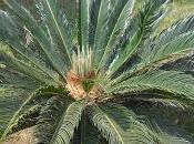 naissance d'un palmier