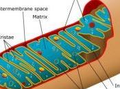 VIEILLISSEMENT: enzymes clés capables prolonger durée Cell