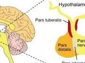 #trendsinendocrinologyandmetabolism #PACAP #homeostasieénergétique PACAP défense l’homéostasie énergétique