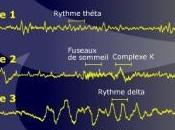 SOMMEIL paradoxal indispensable mémoire spatiale Science