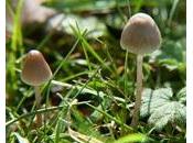 champignons magiques contre DÉPRESSION Lancet Psychiatry