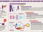 Avez-vous assez graisse brune