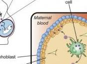 ZIKA: microbiote cause dans transmission mère ftus Cell Host Microbe