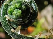 Polypode calcaire (Gymnocarpium robertianum)