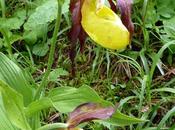 Cypripedium calceolus: sabot Vénus fleurit Mittenwald Gelber Frauenschuh