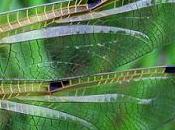 Libellule quatre taches (Libellula quadrimaculata)