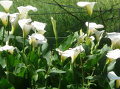 L'Arum d’Éthiopie, beau Calla blanc.