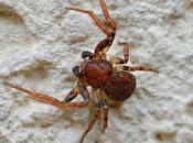 petites araignées crabes cousines Xysticus