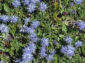 Fleurs Alpes: Globularia Globulaires Kugelblumen