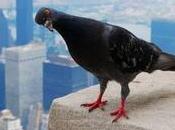 pollution menace faune sauvage