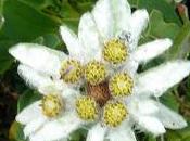 Fleurs Alpes: Edelweiss Etoile neiges