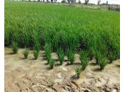 Mali subventions agricoles effets pervers