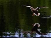 Approche, amerrissage, nautique...