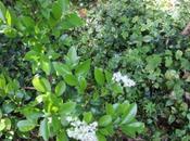 Ligustrum japonicum texanum