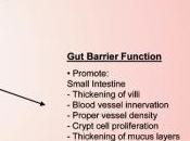 SCLÉROSE PLAQUES: gérait microbiote? Journal Interferon Cytokine Research (JICR)