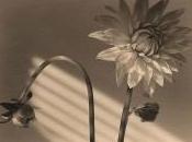 Harrison Pivoines (Peonies, 2009)