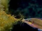 L'acidification océans impact reproduction poissons