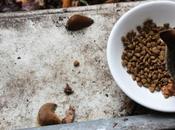 limaces nourries croquettes