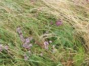 Flore sauvage Varennes