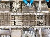 PARTIE PÊCHE Dame Sardine sort boîte