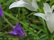 Campanule agglomérée (Campanula glomerata)