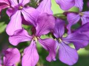 Lunaria annua pour bouquet