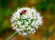 beautés particulières jardin