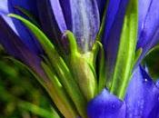 Gentiane pneumonanthe (Gentiana pneumonanthe)