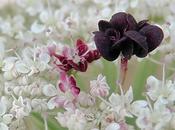 Carotte sauvage (Daucus carota subsp. carota)