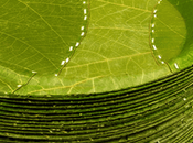 assiettes conçues partir feuilles