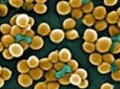 ANTIBIORÉSISTANCE: superbactéries planquent leurs métallo-ß-lactamases Nature Chemical Biology